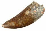 Serrated Carcharodontosaurus Tooth - Giant Dinosaur Tooth #351737-1